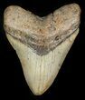 Bargain Megalodon Tooth - North Carolina #45546-1